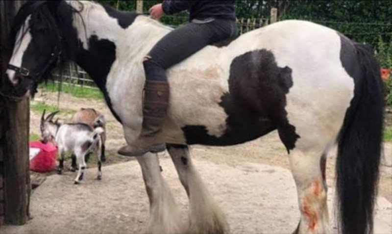 Other image for Missing horse reunited with owner 